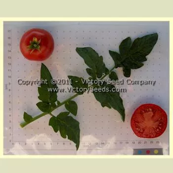 Russian Red Tomato