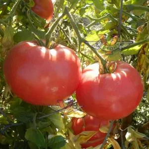 Peak of Perfection Tomato