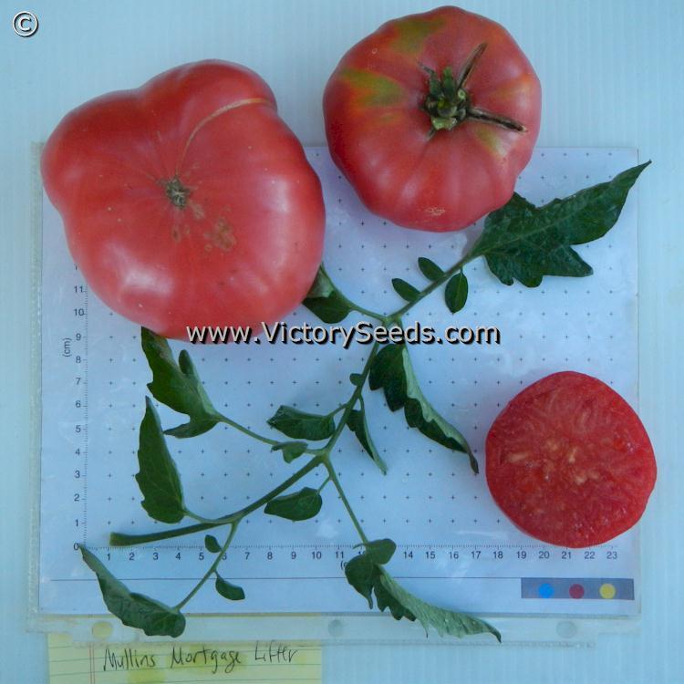 Mullens' Mortgage Lifter Tomato