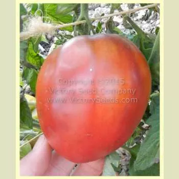 Dwarf Purple Heart Tomato