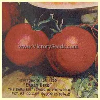 Early Bird Tomato