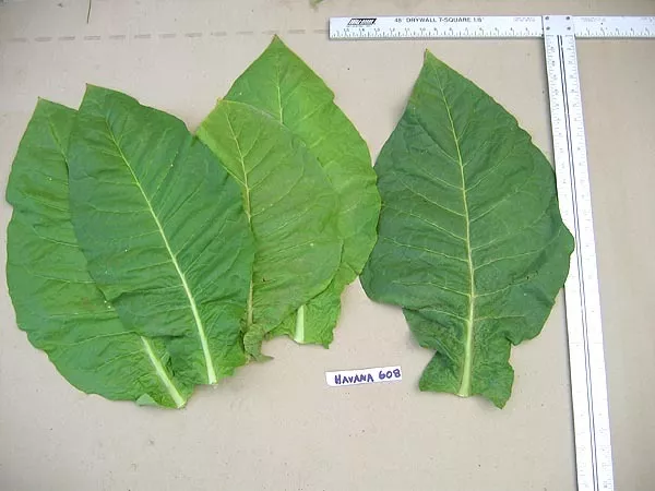 Havana 608 Tobacco