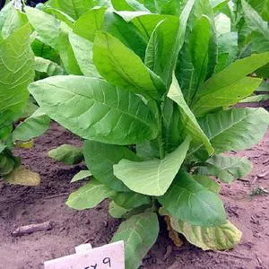 Burley 9 Tobacco