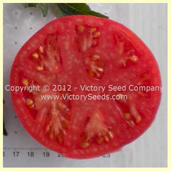 Marvelosa Tomato