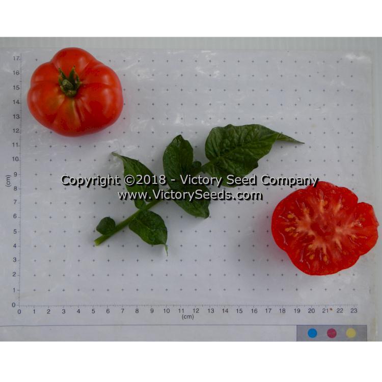 Dwarf Franklin County Tomato