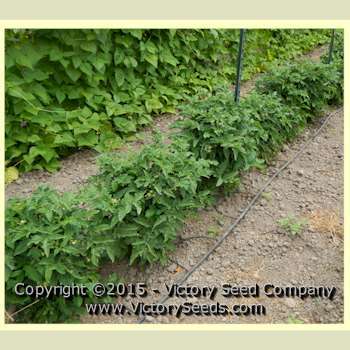 Big Green Dwarf Tomato