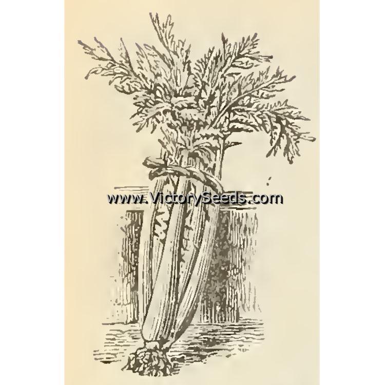 Tenderheart Cardoon