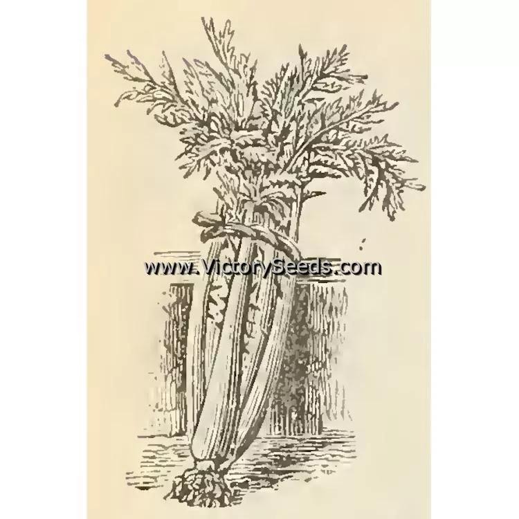 Tenderheart Cardoon