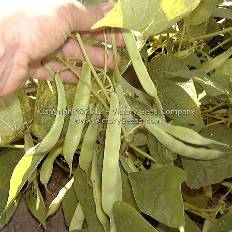 Tobacco Patch Dry Bush Garden Bean