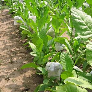 Little Cuba Tobacco