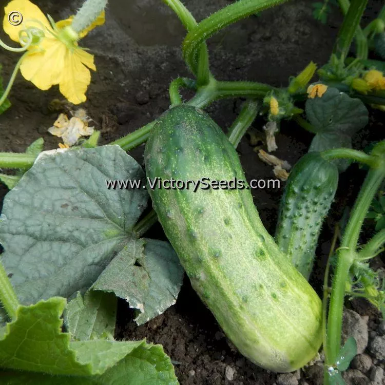 Sumter Cucumber