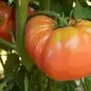 Dester Tomato