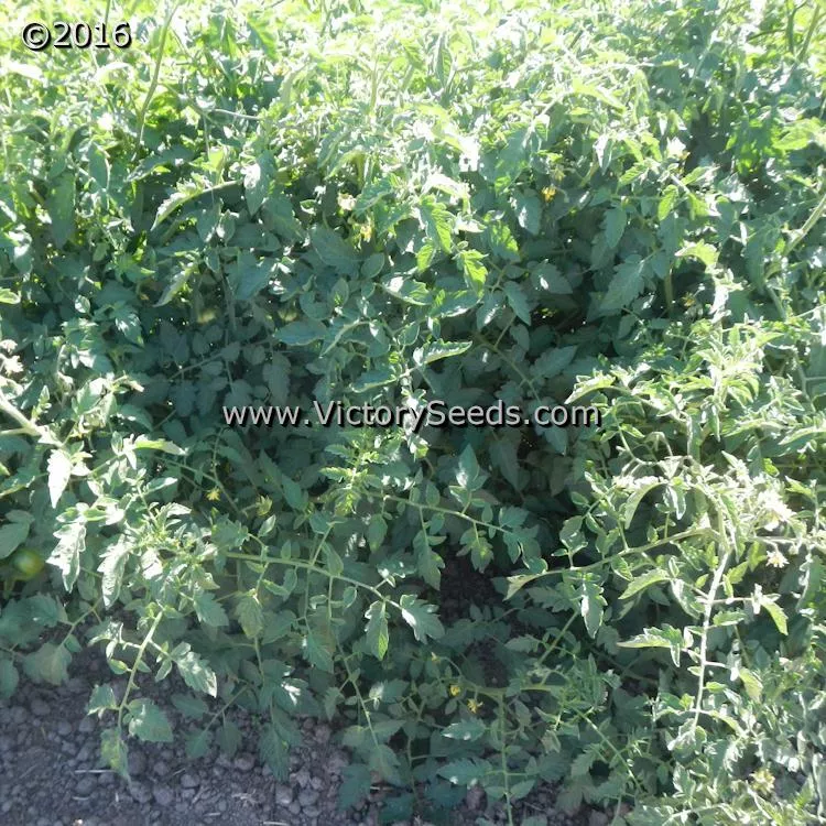 Diener Tomato