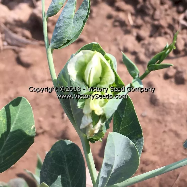 Early Perfection 326 Garden Pea