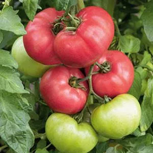 Ponderosa Tomato