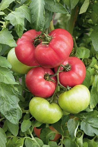 Ponderosa Tomato