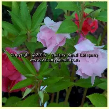 Rose Balsam