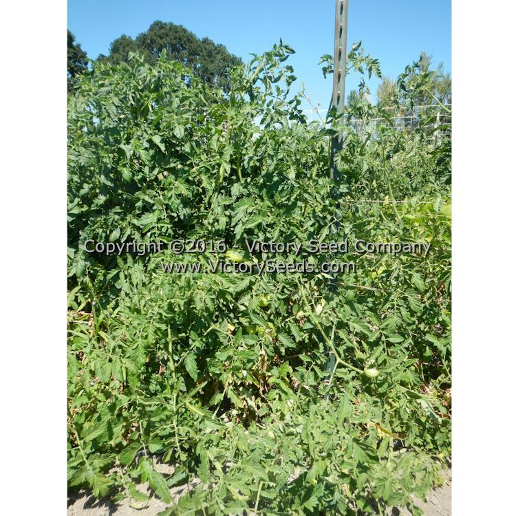 Norton (Norton WR) Tomato