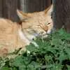 Catnip