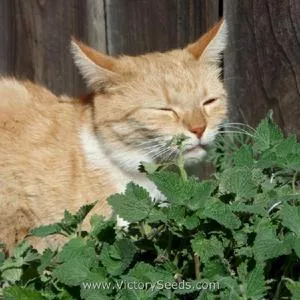 Catnip