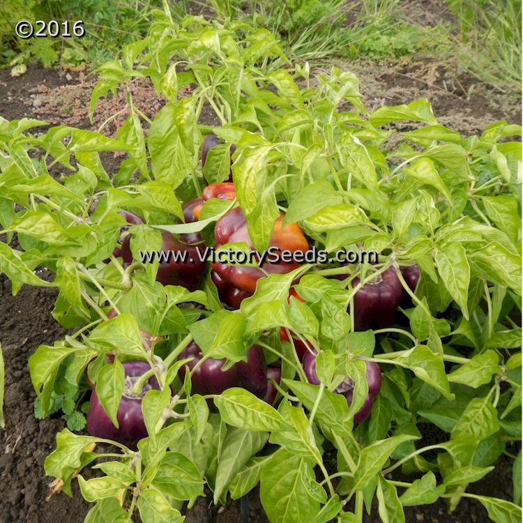 Carolina Amethyst Bell Pepper