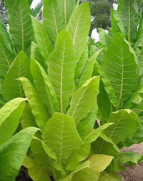 TN86 LC Burley Tobacco
