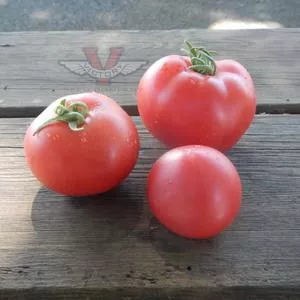 Dwarf Flashy Ace Tomato
