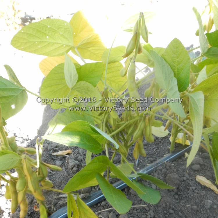 Black Pearl Soybean