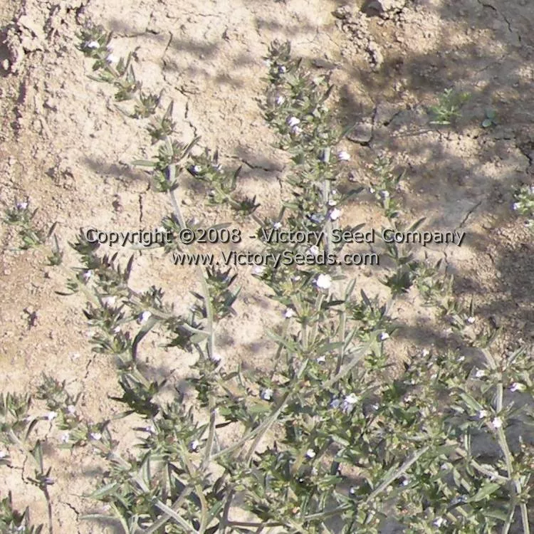 Summer Savory