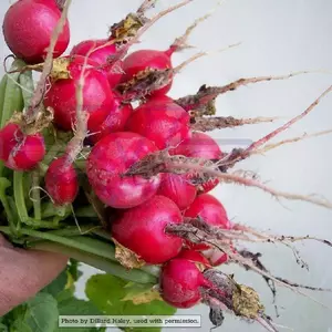 Champion Radish