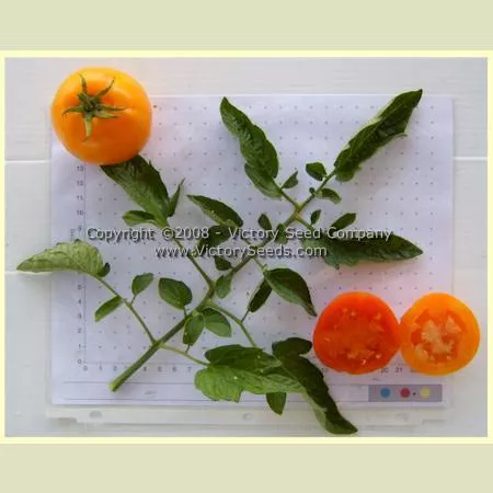 Orange-1 Tomato