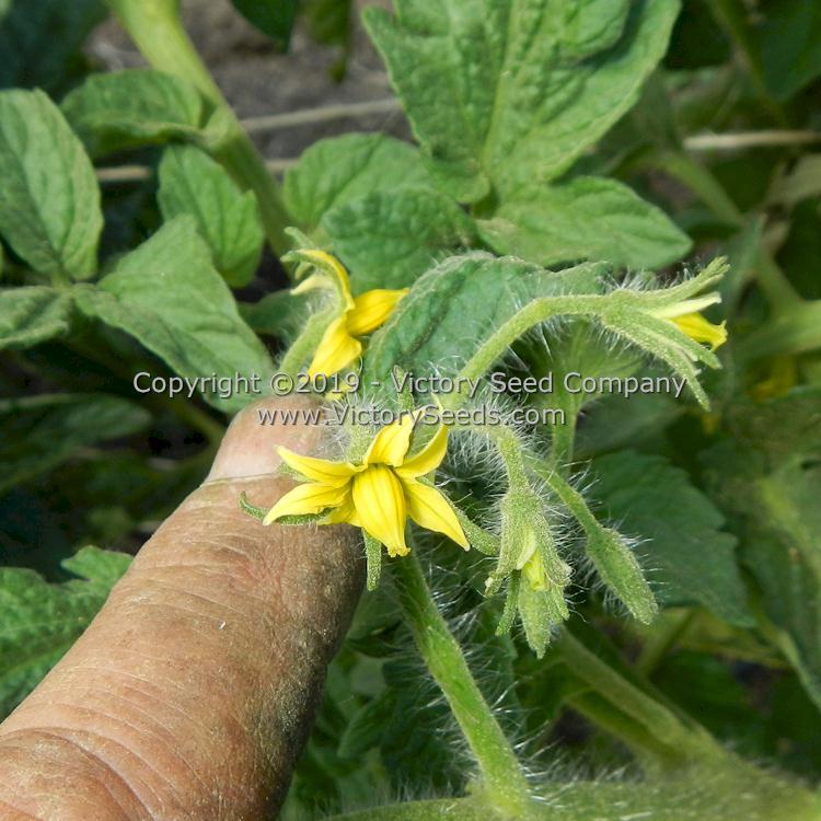 Aussie Drop Tomato