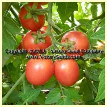 Porter Tomato