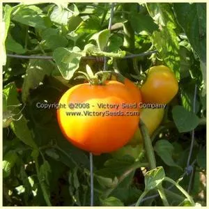 Orange-1 Tomato