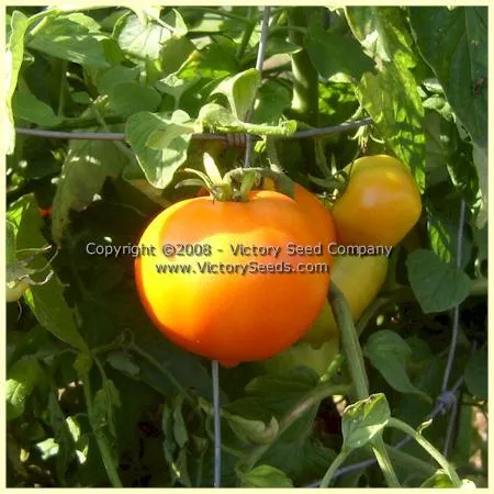 Orange-1 Tomato