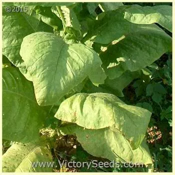 Green Briar Tobacco