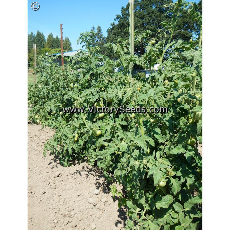 Dwarf Strawberry Lemonade Tomato