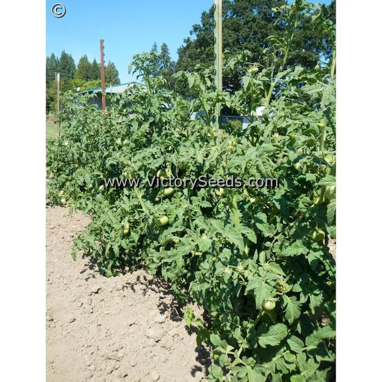 Dwarf Strawberry Lemonade Tomato