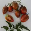 Dwarf Audrey's Love Tomato