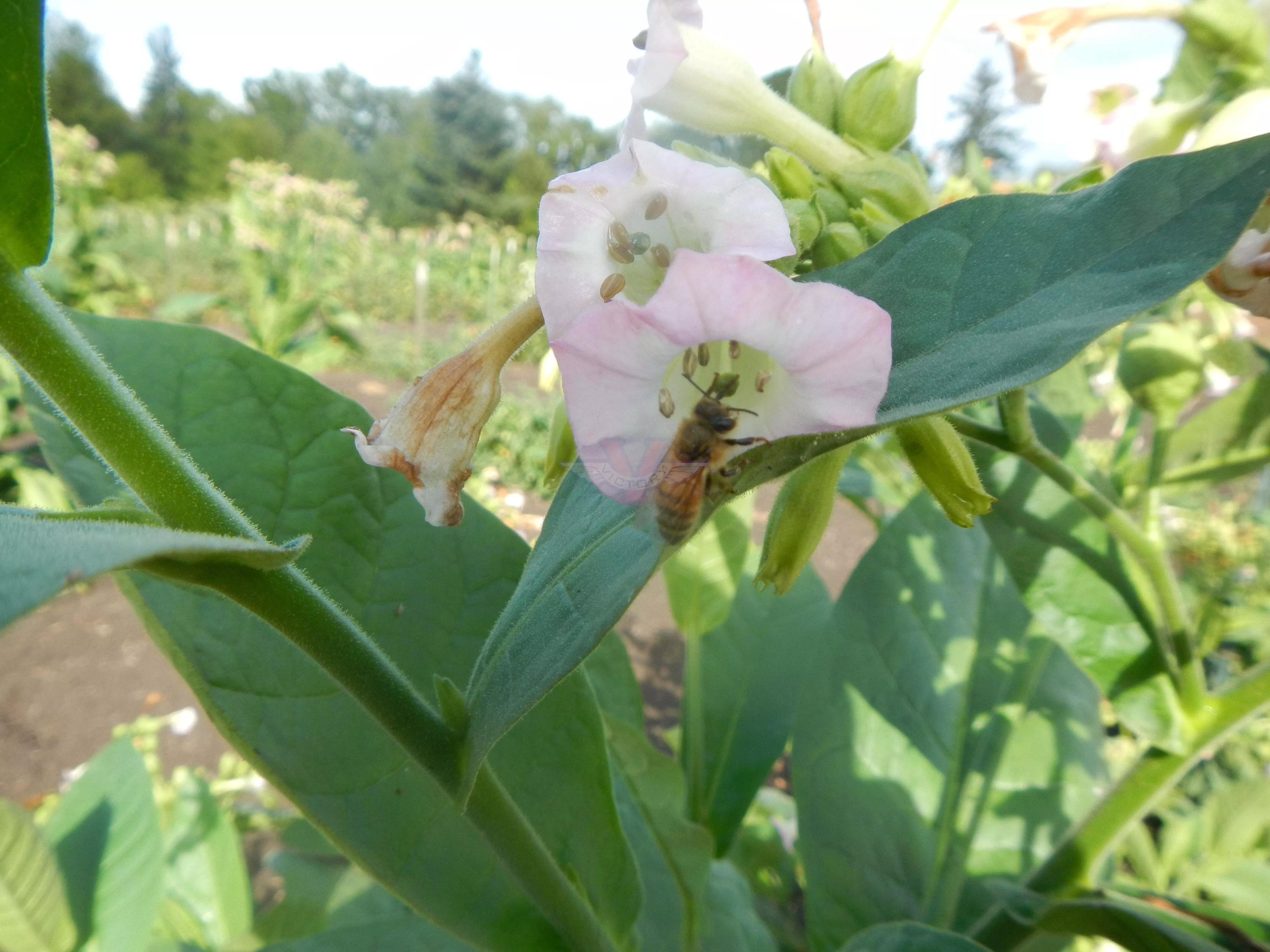 Bahia Tobacco