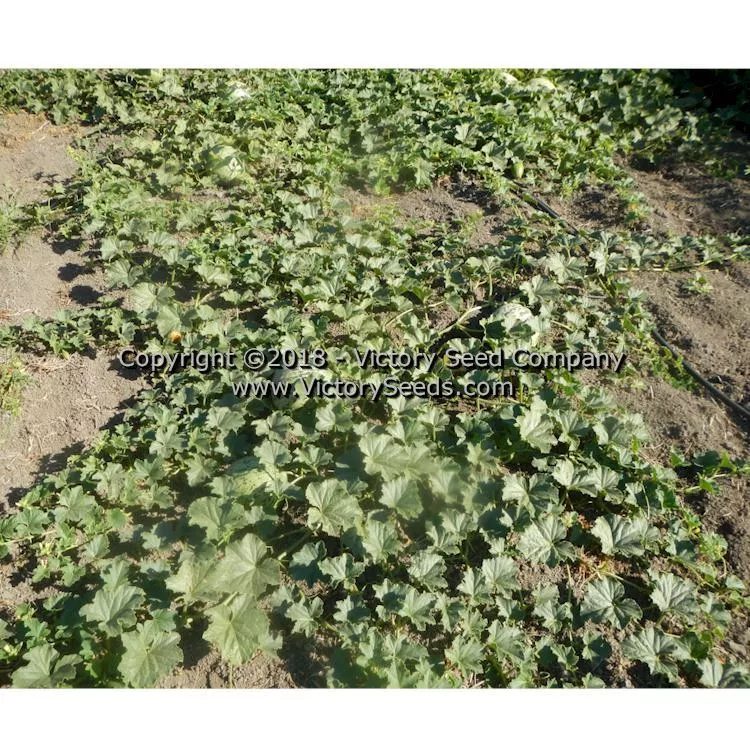 Tularosa Market Melon