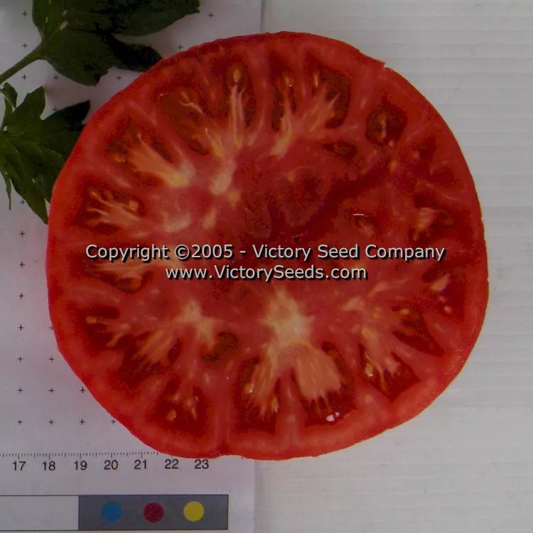 Curry Tomato