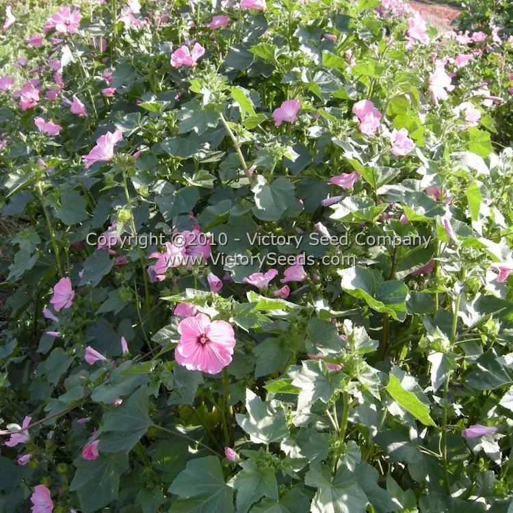 Tree Mallow