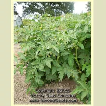 Rosella Crimson Tomato