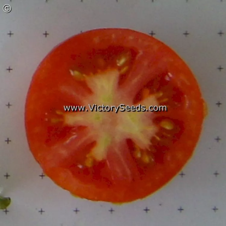 Glacier Tomato