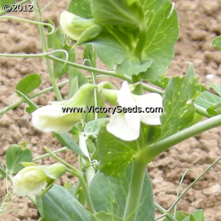 Willet's Wonder Pea