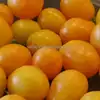 Dwarf Sunny's Pear Tomato