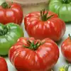 Costoluto Genovese Tomato