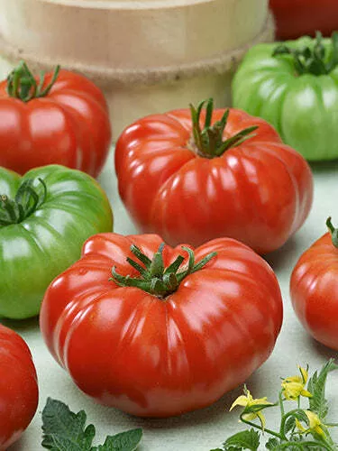 Costoluto Genovese Tomato