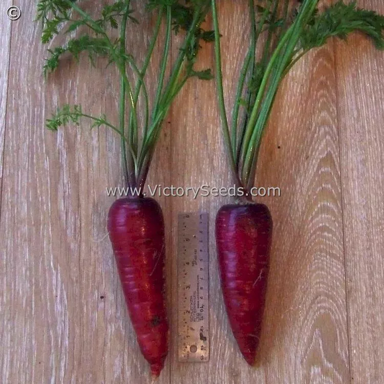 Cosmic Purple Carrot